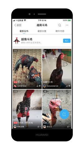 中国斗鸡论坛 v2.6.9图